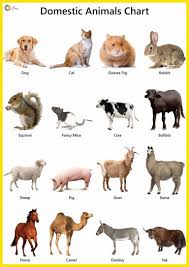Domestic Animals Name Facts In 2020 Farm Animals For Kids Animal Pictures For Kids Animals Name In English