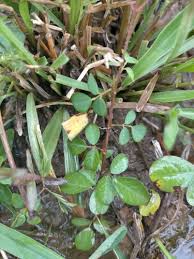 Image result for Grona adscendens