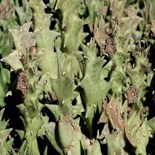 Image result for Orbea carnosa