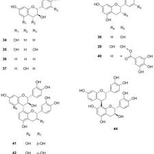 Image result for Rhoicissus revoilii