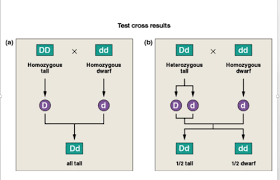 You probably have noticed this when you eat corn on the cob. Genetics Flashcards Quizlet
