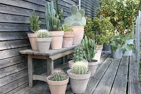 Eg cactus plants large, fleshy stems to store water spikes protect cacti from animals wishing to use stored water Easy Care Urban Jungle Cacti And Other Succulents The Herb Cottage