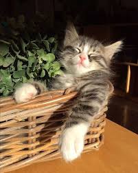 Gunaydin Gunaydin Kedi Sevimli Sevimlikedi Masum Ask Goodmorning Cat Cute Cutecat Innocent Love Cat Cute Kittens Sevimli Kediler Hayvan Bebekler
