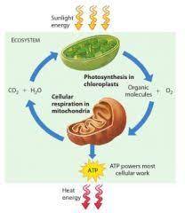 Learn vocabulary, terms and more with flashcards, games and other study tools. Biol 1400 Chapter 6 Flashcards Cram Com