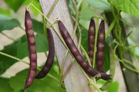 Black beans flourish in warm weather. Oatsplanter Farm Seed Seed Descriptions Black Turtle Beans Types Of Beans Bean Varieties