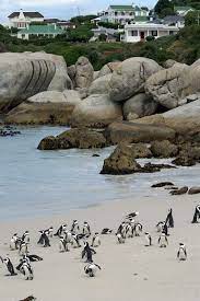 Boulders Beach A Photo From Western Cape West Trekearth Cape Town South Africa Africa South Afrika