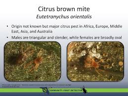 Laboratory and field evaluation of hyphomycete insect pathogenic fungi for control of brown citrus aphid. Ppt Plant Feeding Mite Pests Powerpoint Presentation Free Download Id 2251980