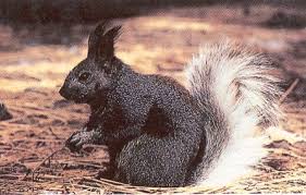 Kaibab Squirrel The Grand Canyon Are Evolving Into A New Species The Kaibab Squirrel Melanistic Animals North American Animals Animals