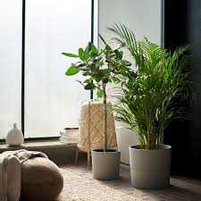 Ficus Benghalensis Pflanze Banyanholz Ikea Deutschland In 2020 Pflanzen Ubertopf Ficus