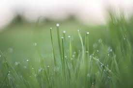 This is usually from march through until september. Grass Seed Germination Temperature Guide Lawn Chick