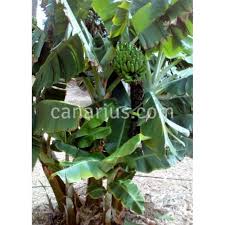 Banana plants for sale & auction: Buy Musa Dwarf Brazilian With Canarius