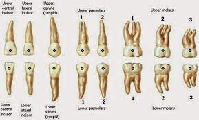 Layanan gratis google secara instan menerjemahkan kata, frasa, dan halaman web antara bahasa inggris dan lebih dari 100 bahasa lainnya. Pengertian Struktur Fungsi Dan Jenis Gigi Special Pengetahuan