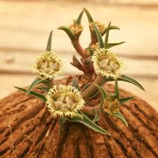 Image result for Euphorbia trichadenia