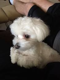 So Cute Maltese Dogs Teacup Puppies Maltese Maltese Puppy