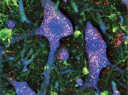 2022 Florey Annual Report by theflorey