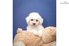 Teacup Bichon Frise Puppies Meet Teacup Ray A Cute Bichon Frise Puppy For Sale For 295 Teacup Bichon Frise Bichon Frise For Sale Bichon