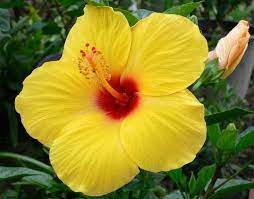 State Flower Yellow Hibiscus Yellow Hibiscus Hibiscus Bouquet Hibiscus Flower Drawing