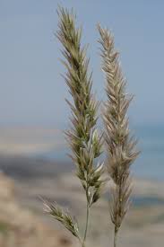 Image result for Enneapogon