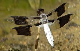 Select your location and experience the dragonfly sushi, sake & robata izakaya nearest you. Ask The Naturalist Do Dragonflies Tease Turtles Bay Nature