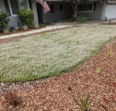 Image result for Lippia