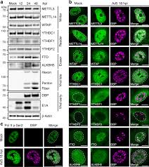 Finden sie genau den gebrauchten volkswagen, den sie sich wünschen! Direct Rna Sequencing Reveals M 6 A Modifications On Adenovirus Rna Are Necessary For Efficient Splicing Nature Communications