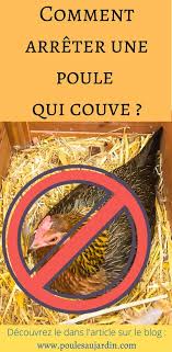 Comment Arreter Une Poule De Couver En 2020 Poule Qui Couve Poule Couver