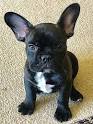 Adoption - French Bulldog Rescue & Adoption