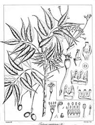 Image result for Commiphora fulvotomentosa