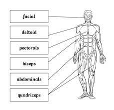 Use the location, shape and surrounding structures to. What Are The Major Muscles Of The Human Body Answered Twinkl Teaching