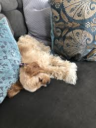 Greta Garbo After A Hard Day Of Puppying Enjoying The Delights Of The Sofa Age 12 5 Weeks Pitbull Puppies American Cocker Spaniel Rottweiler Training