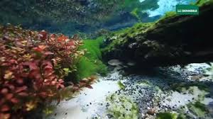Rio negro you can find detailed soccer team analysis and soccer team statistics on our page. 60 Biotope Ideen Unterwasser Aquarium Unterwasser Fotografie