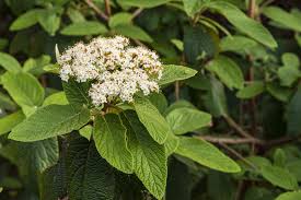 A leaf is responsible for making food for the plant through a process called photosynthesis. 12 Species Of Viburnum Shrubs
