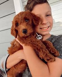 Newest member of The Jaouhari family, Meet Daisy Mae 🐶 our hearts just got  a whole lot fuller with this sweet precious baby girl!! Hannah and Josiah  both equally surprised, only at