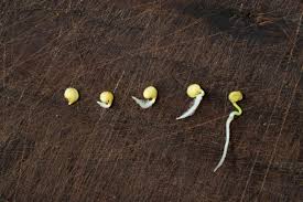 Then, open each plastic zipper bag and flex the opening a few times to loosen it. Transferring Paper Towel Sprouted Seeds To Soil Daisy Dawes