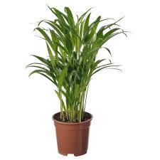Image result for Dypsis lutescens