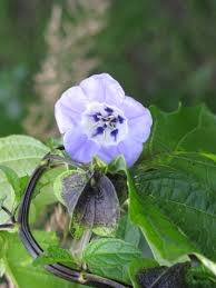 Image result for Nicandra physalodes