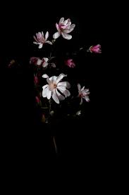Black Background With Rose Petals Out Of The Darkness Phone Background Patterns Dark Flowers Flower Wallpaper