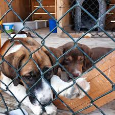 2 haftadir yari ac yari tok islak mama yok yavru kopek mamamiz yok yetiskin kopek mamasi zaten dayanmiyor yok ta yok simdi sipar dog sitting dogs animals