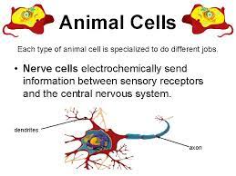 It different types of cell have cell walls made up of different materials; Plant And Animal Cells Grade 4 Unit 3