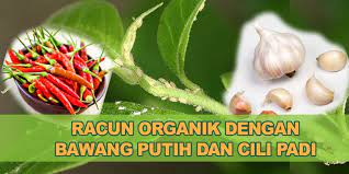 Cili mempunyai rasa pedas yang apabila disembur akan membuatkan serangga perosak tidak selesa. Cara Mudah Buat Racun Organik Buatan Sendiri Guna Cili Dan Bawang Putih Kebun Bandar