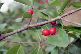 Image result for Elaeodendron