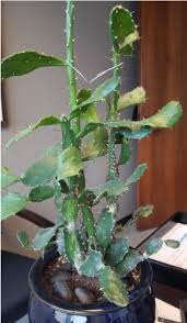 For each question, choose the best answer. What Kind Of Cactus Do I Have Gardening Landscaping Stack Exchange