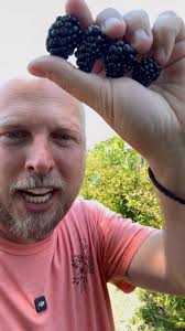 There are different varieties of blackberries because they all have  different characteristics, These are our 4 favorite varieties to grow! ,  #blackberries #fruit #berries #homestead #garden #gardening ...