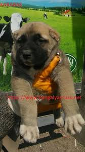 Kangal Kulak Kesimi Satilik Kangal
