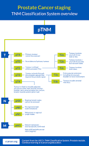 If you have been diagnosed with adenocarcinoma cancer, you have a cancer that developed in one of the glands that lines the inside of your organs. Twitter à¤ªà¤° Ecancer It S Menshealthweek Cancerstaging In Prostate Cancer Can Be Determined Using The Tnm Classification System Explore The Entire Staging System For Prostatecancer With Our Detailed Infographic Want To Learn More