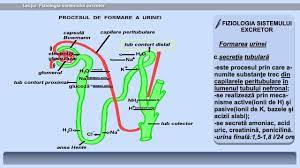 3) urina care sta mult in organism tinde sa se concentreze, asta cred ca e motivul pentru care e portocalie. LecÈ›ia 32 Fiziologia Sistemului Excretor Youtube