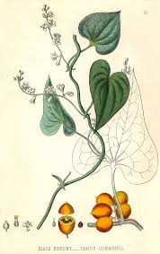 Image result for Dioscoreaceae