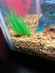 How Do Platy Fish Sleep? | Platy Fish, Fish Plants, Fish