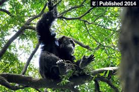 Image result for Cynometra alexandri