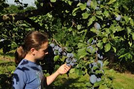Auf der oberfläche von reifen zwetschgen befindet sich eine weiße schicht. Schweizer Zwetschgen Sind Jetzt Reif Kleinbrennerei